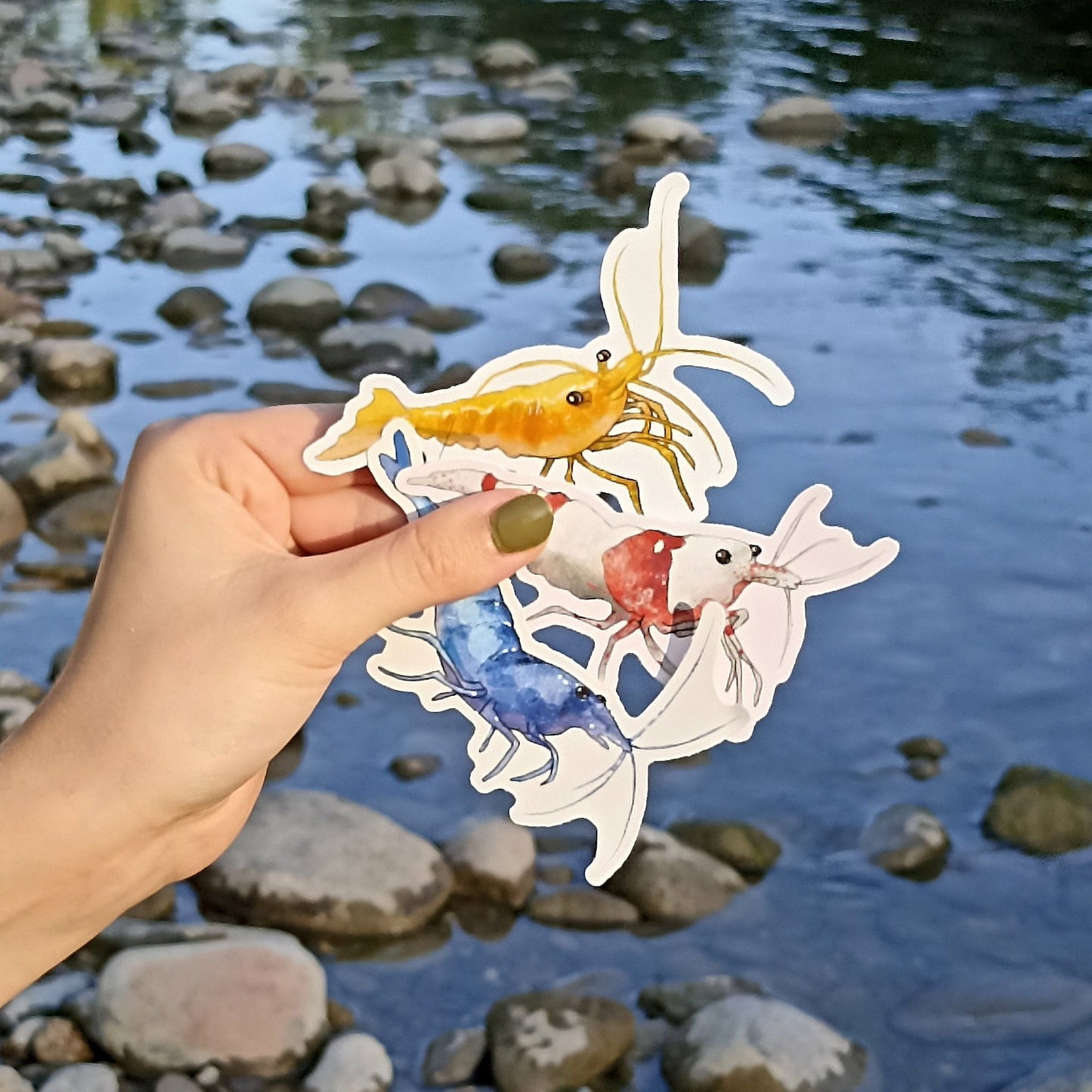 Shrimp sticker